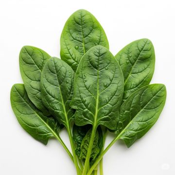Spinach